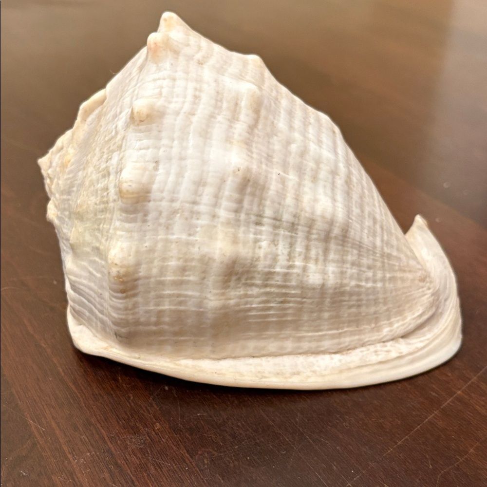 Elegant Natural Seashell Conch